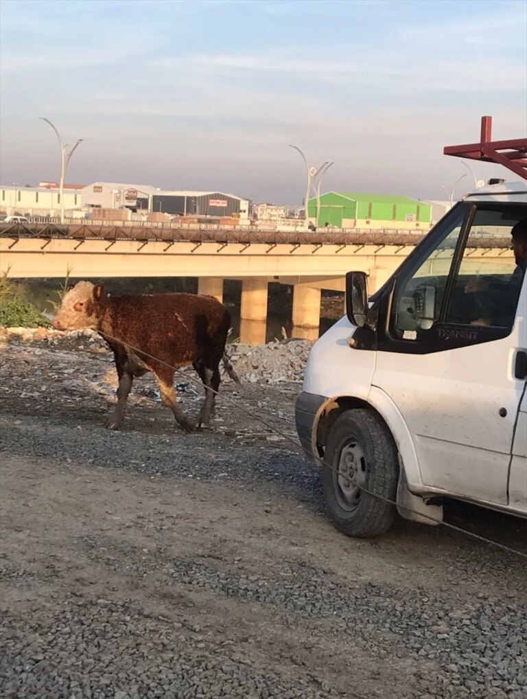 Antakya’da Asi Nehri’ne düşen büyükbaş hayvan kurtarıldı