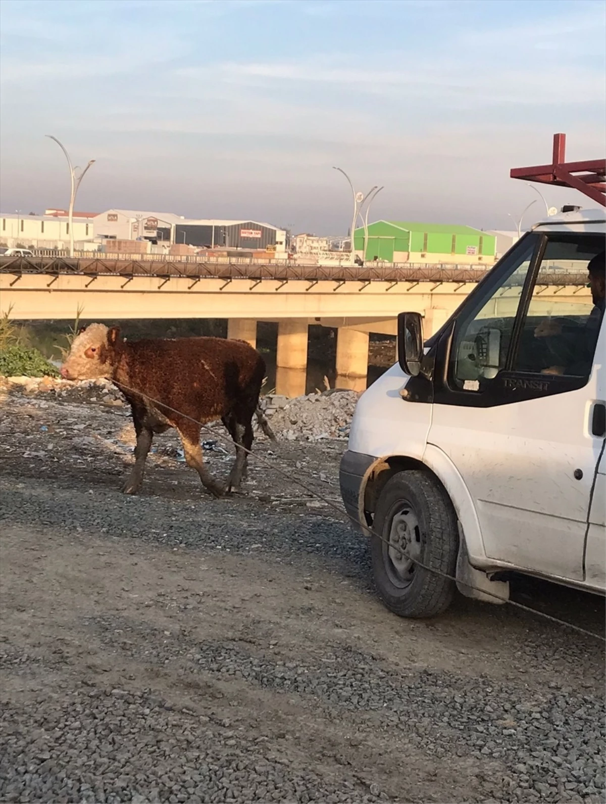 Antakya’da Asi Nehri’ne düşen büyükbaş hayvan kurtarıldı