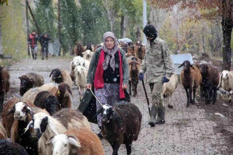 Erzincan’da Küçükbaş Hayvancılık Projesiyle Bayan Teşebbüsçü Hayvan Varlığını 2 Katına Çıkardı