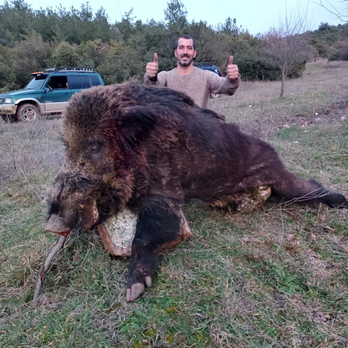 300 Kiloluk Dev Domuz Bilecik’te Vuruldu