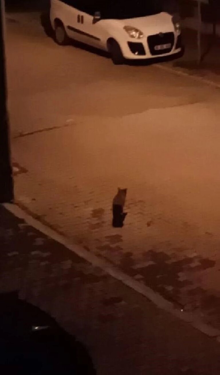 Bolu’da Nesli Tükenmekte Olan Vaşak Yakalandı