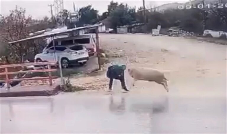 Finike’de Koçun Saldırısına Uğrayan Yaya Güvenlik Kamerasına Yansıdı