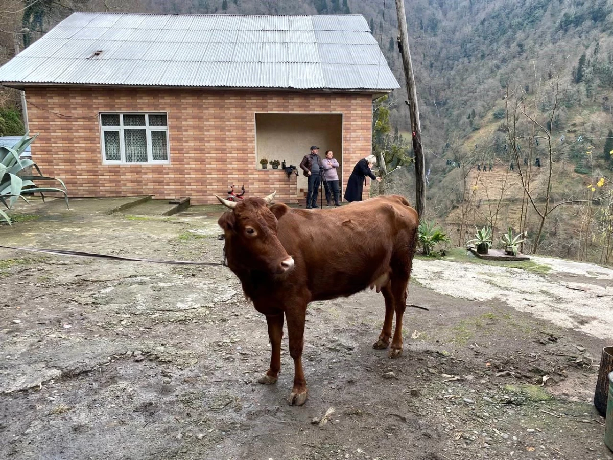 Gürcü köyünde sınırı geçen ineğin sahibi aranıyor