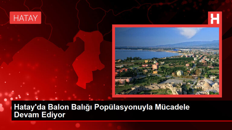 Hatay’da Balon Balığı Popülasyonuyla Mücadele Devam Ediyor