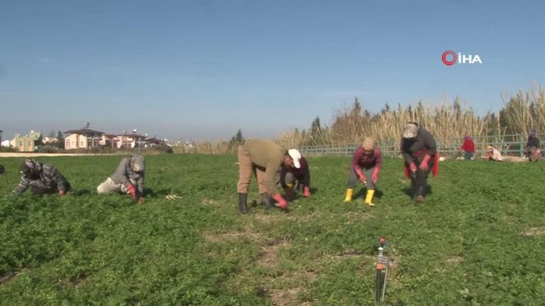 İnsanlar zehirlenmesin diye işçiler günlerce mesai yapıyor