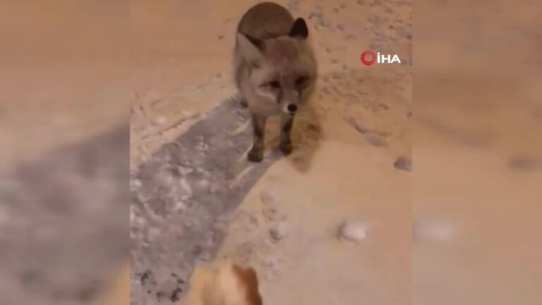 Kapısına kadar gelen Tilki’yi elleriyle besledi