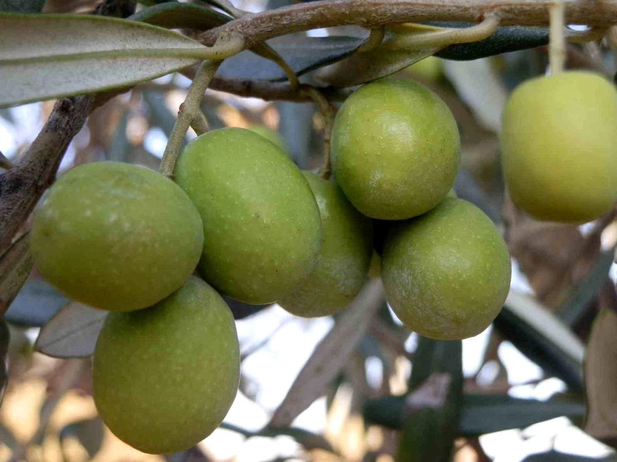 Mersin Mut’ta Zeytin Hasadı Sona Erdi