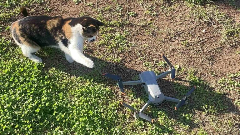 Mersin’de Kedinin Dron ile Oyunu Gülümsetti