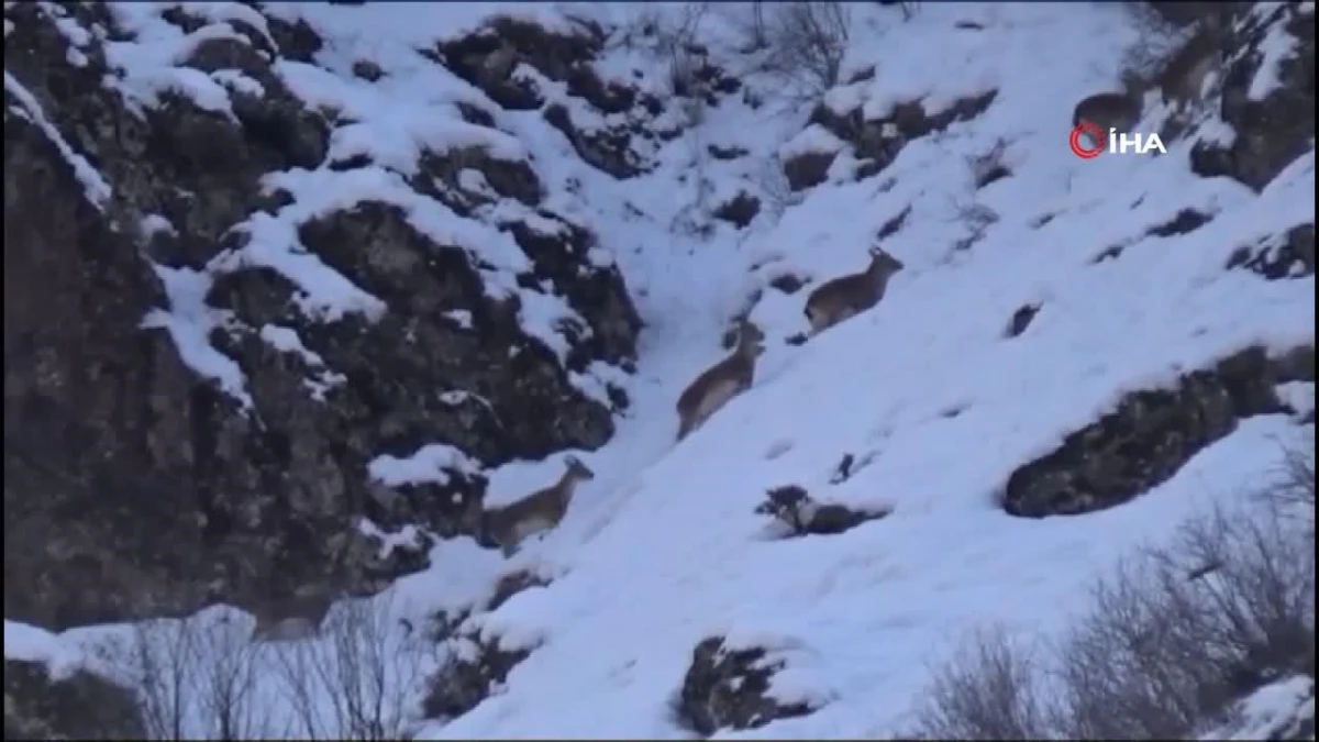 Tunceli’de karlı zirvelerde yiyecek arayan yaban keçileri görüntülendi