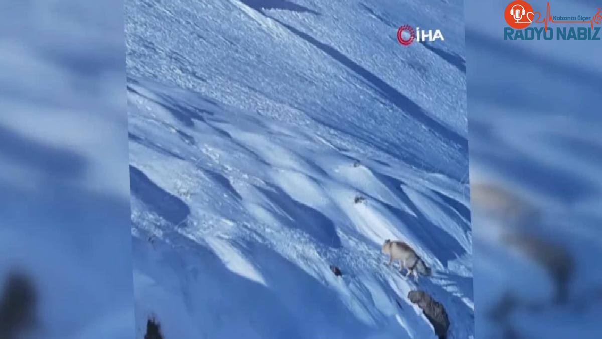 Kar üstünde yiyecek arayan tilki böyle görüntülendi