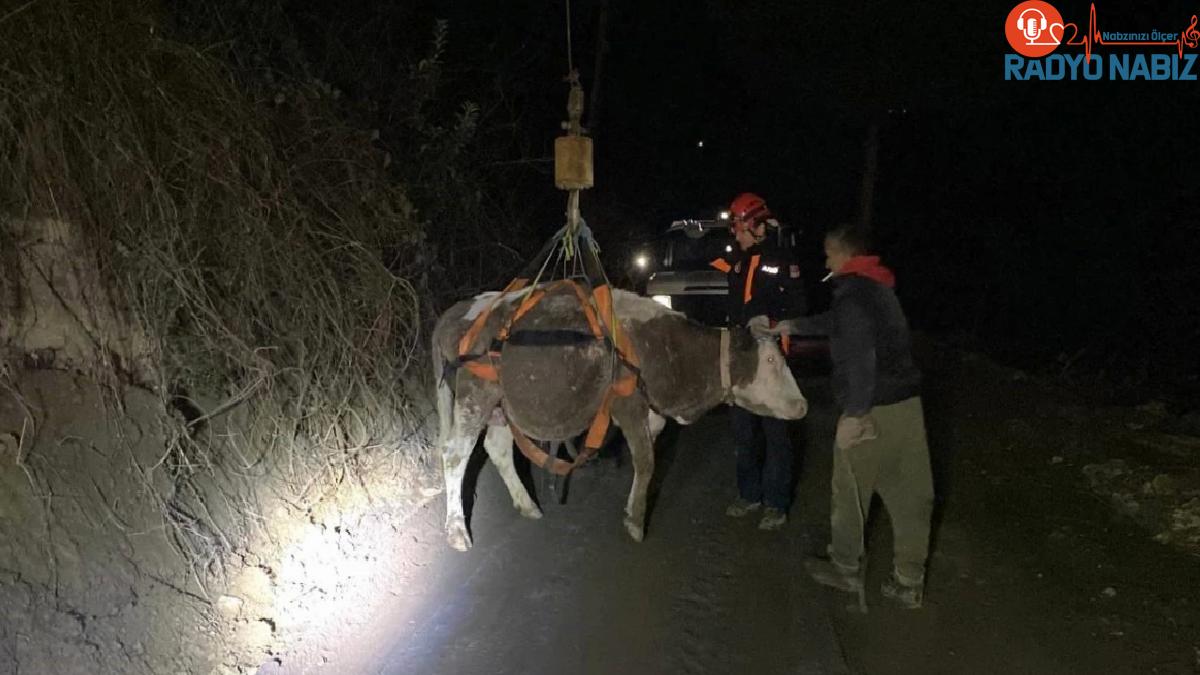 Karabük’te Mahsur Kalan Gebe İnek Kurtarıldı