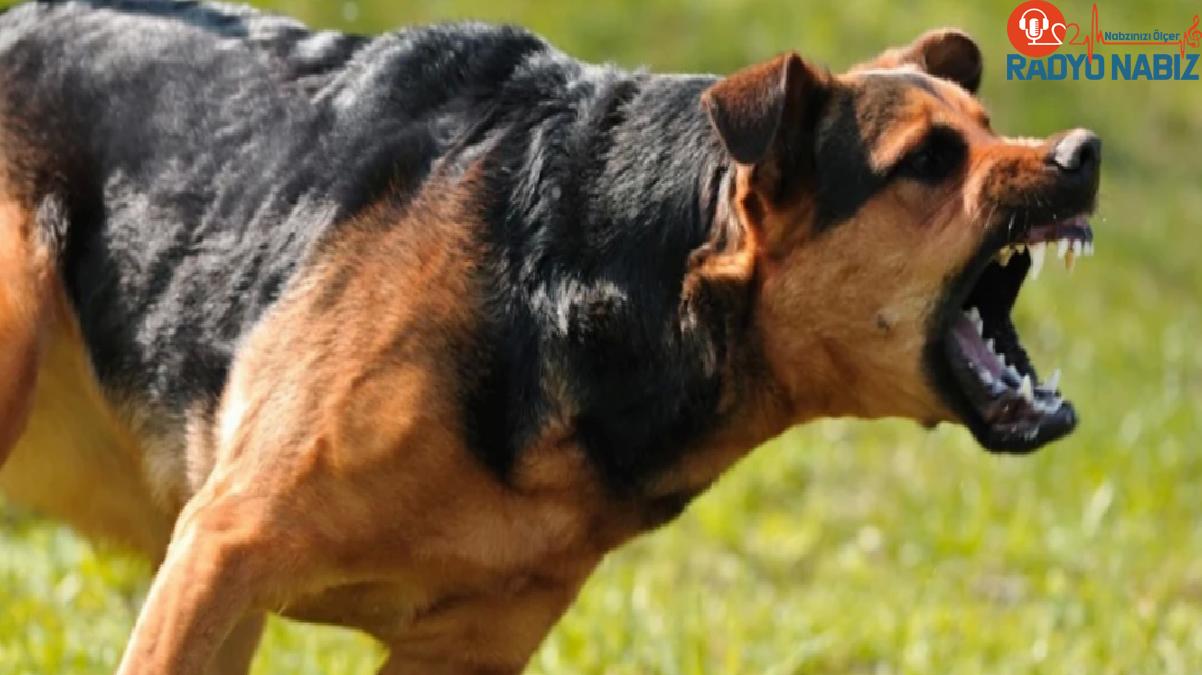 Çocuklara saldıran 2 köpeği site dışına çıkaran görevlilere 14 bin TL ceza kesildi