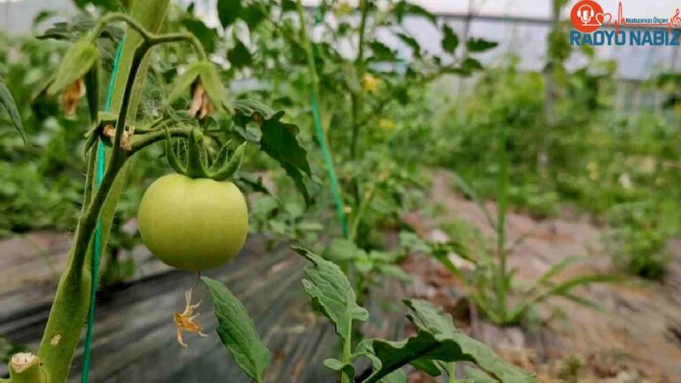 Erzurum’un Uzundere ilçesinde Doğu Anadolu’nun en büyük serasında üretim sürat kesmeden devam ediyor