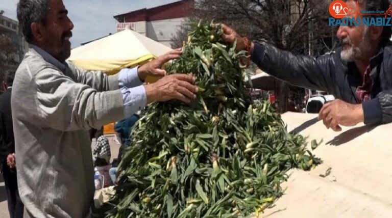 Van’da çiriş otu tezgahlardaki yerini aldı