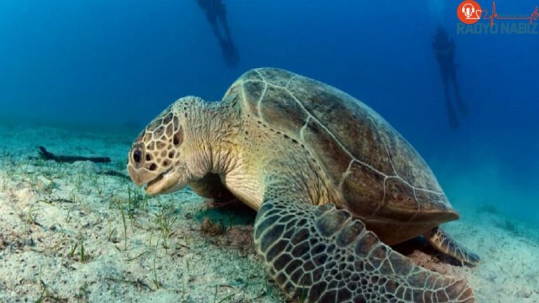 Yeşil sürdürülebilirliğe odaklanan Türkçe yapay zeka modeli: Caretta