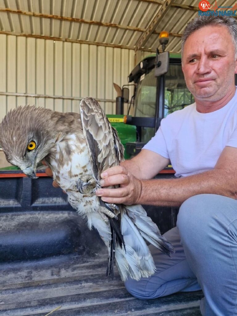 Enez’de yaralı atmaca tedavi altına alındı