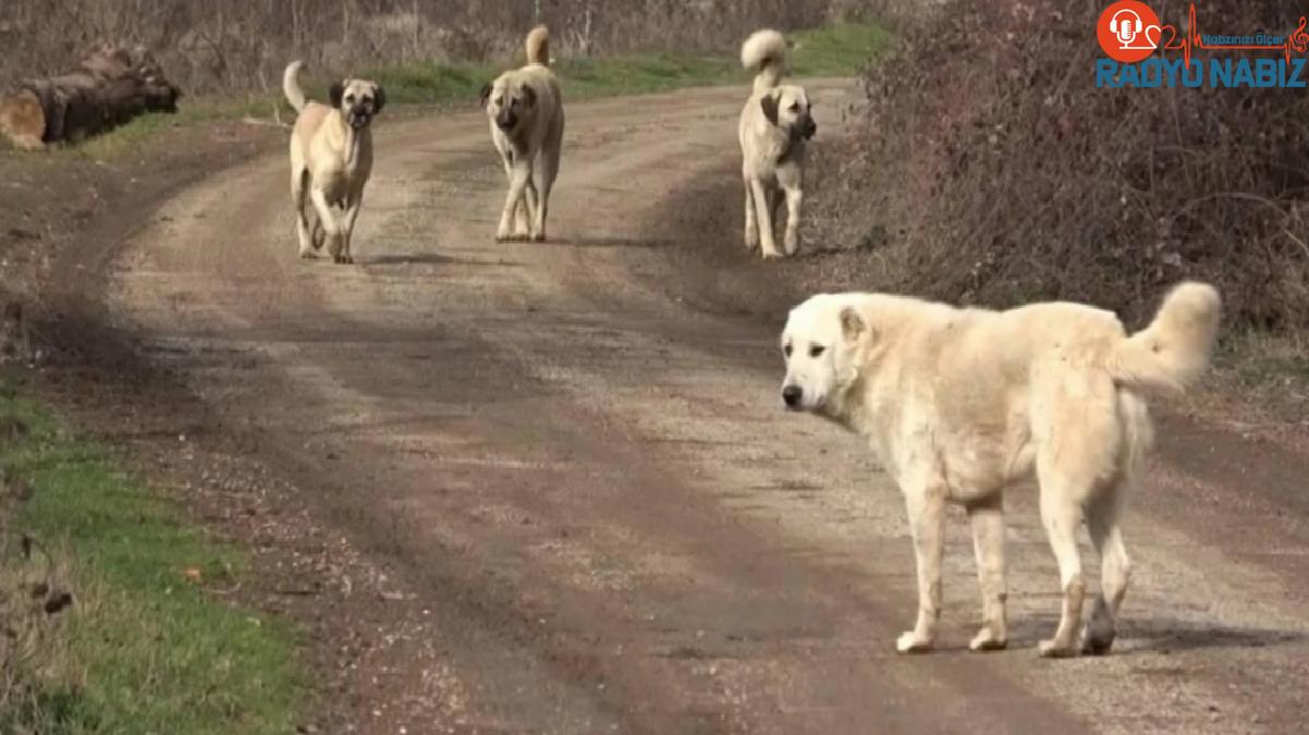 Zafer Partili başkan yardımcısı, çocuklara beddua etti: Keşke köpekler şunlara dalıp parçalasa