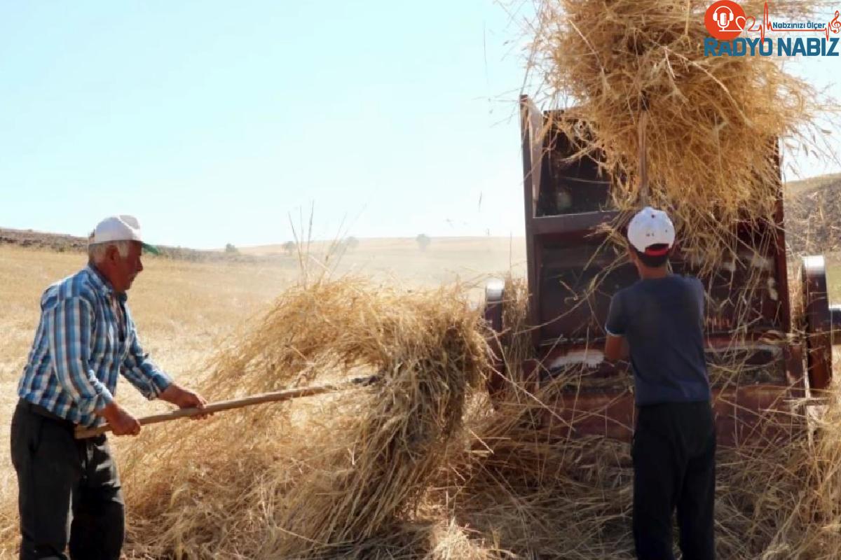 Erzincan’da tarım ve hayvancılıkla uğraşan köylüler, sıcak havada patos vurarak hayvanlarının kışlık yiyeceğini çıkarıyor