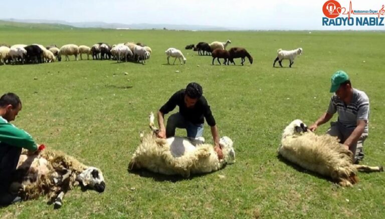 Erzincan’da Yaylalarda Koyun Kırkımı Devam Ediyor