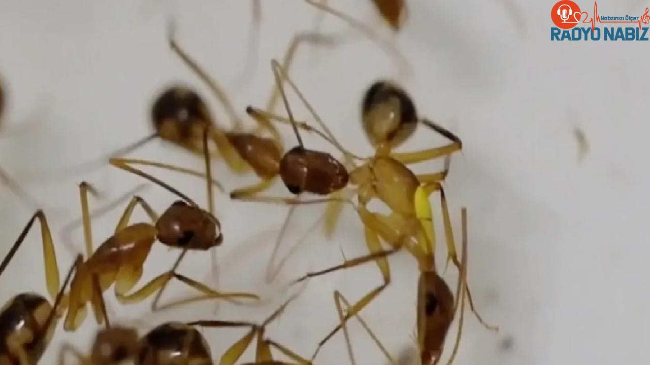 Karıncaların diğer karıncaların hayatını kurtarmak için uzuvlarını kestiği ortaya çıktı!