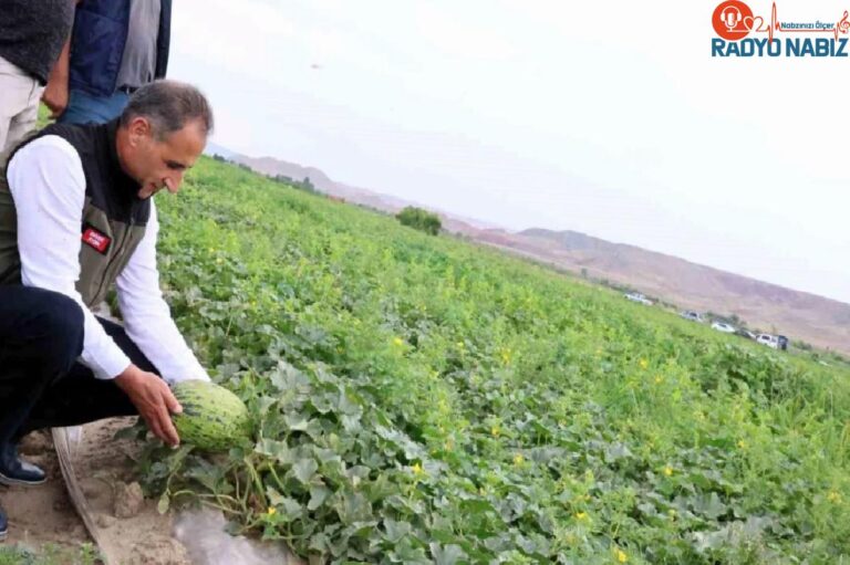 Kars’ın kavun ve karpuz gereksinimi Digor’dan karşılanacak