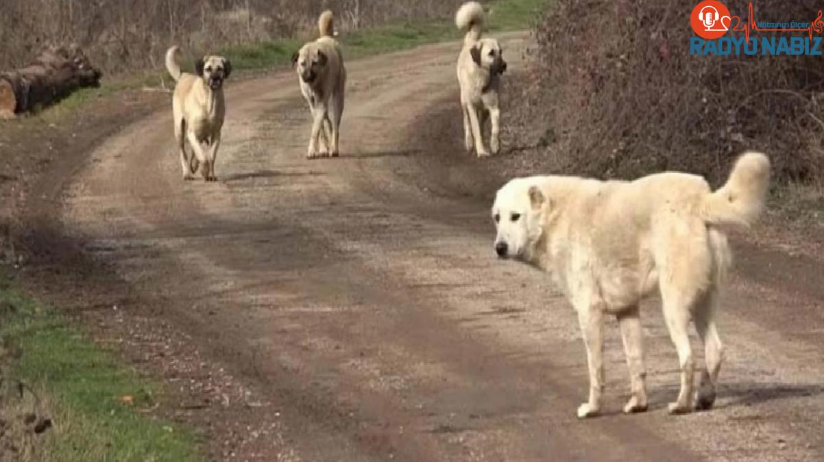 Sokak hayvanları düzenlemesi TBMM’de: Teklifin birinci 5 unsuru kabul edildi