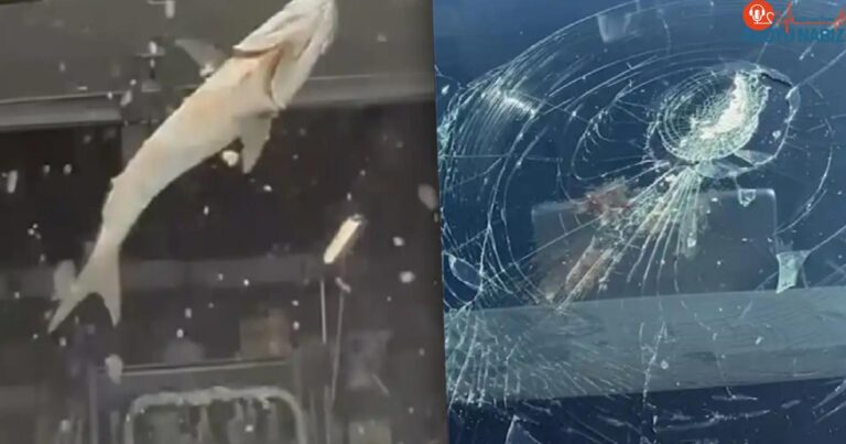 Uçan balık? Gökten düşen balık Tesla’nın camını kırdı!
