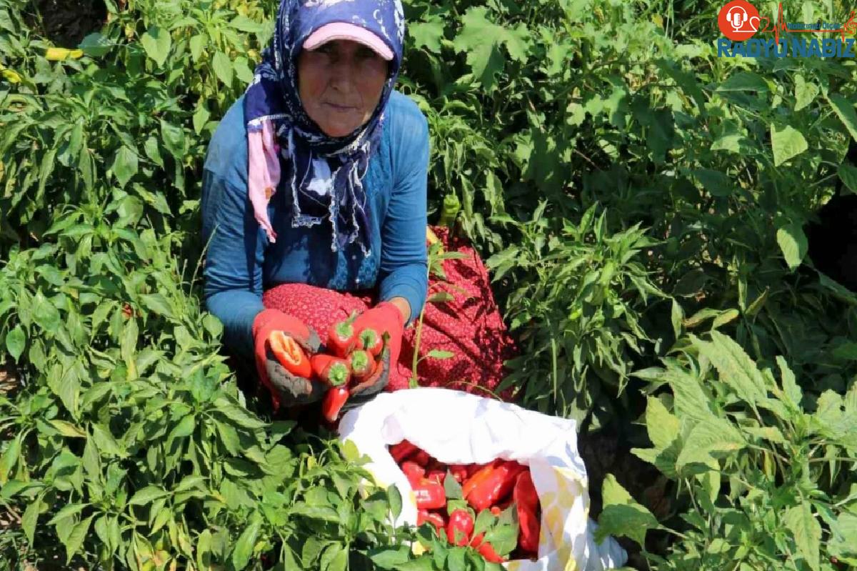 Hatay’da Kavurucu Sıcakta Acı Biber Hasadı